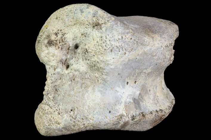 Ceratopsian Dinosaur Toe Bone - Alberta (Disposition #-) #71702